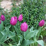 света марина בית הארחה
