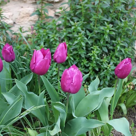 света марина Gasthof