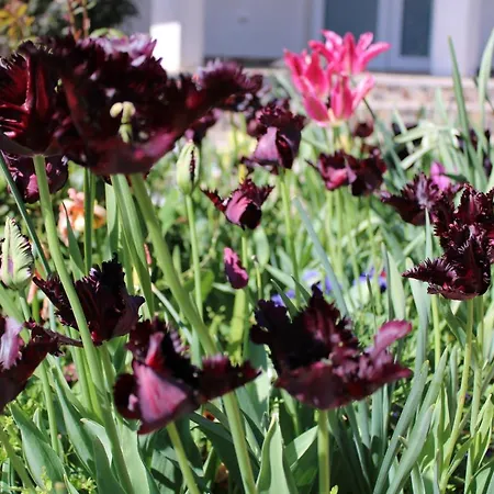 Penzion света марина 3*