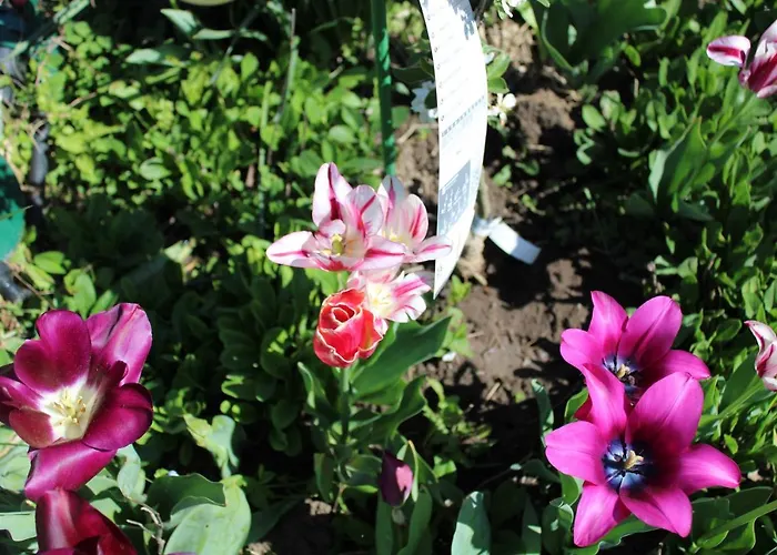 Guest house света марина 3*