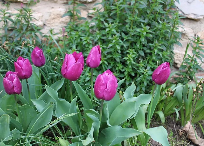 света марина Gæstehus