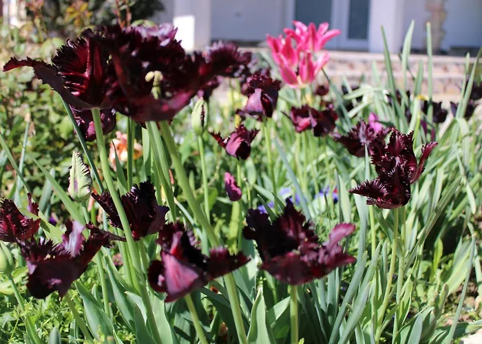 Guest house света марина 3*